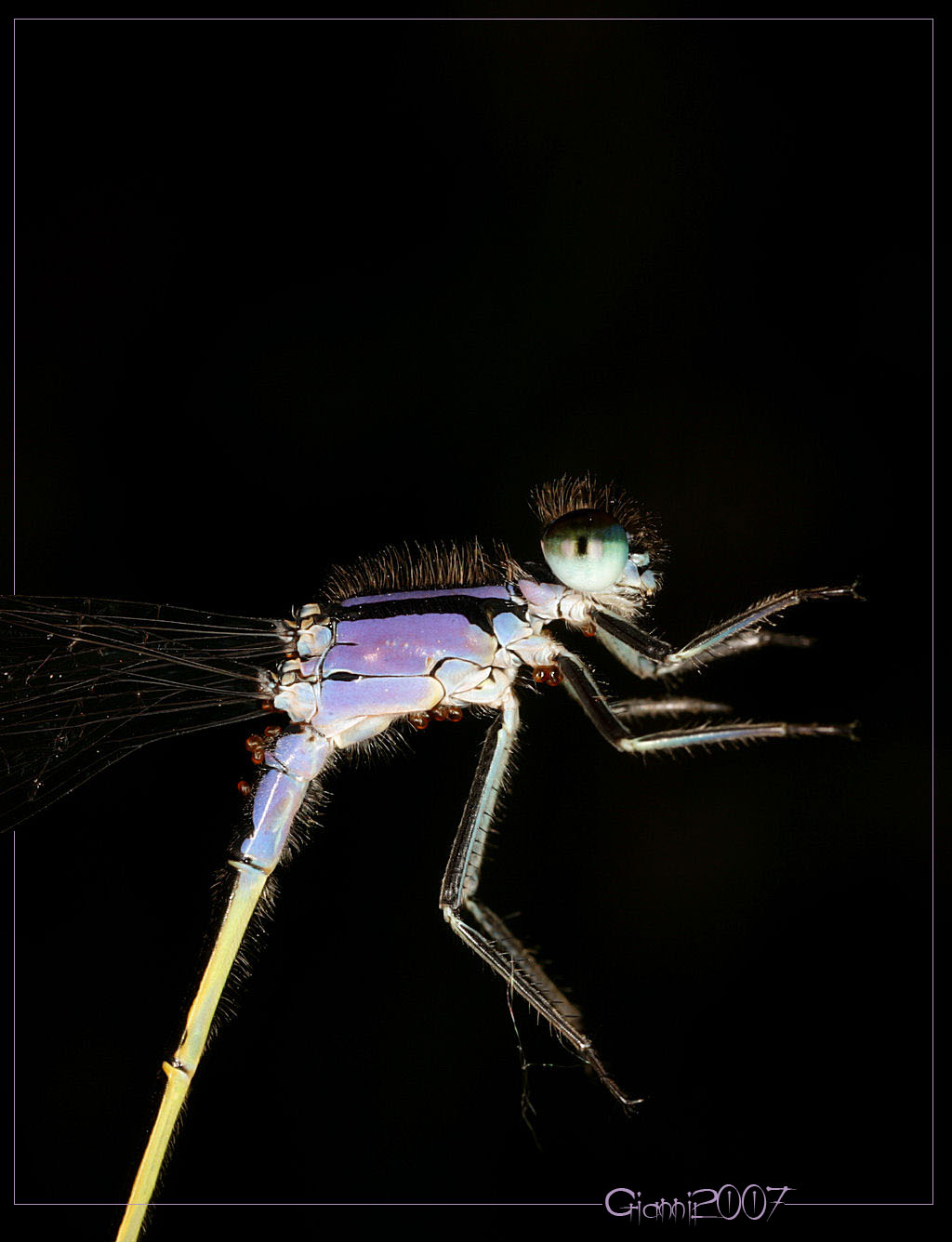 Acari acquatici parassiti di libellule